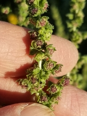 Cyclachaena xanthiifolia