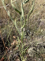 Pseudognaphalium macounii