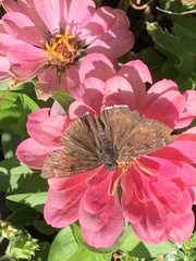 Erynnis tristis