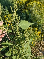 Cyclachaena xanthiifolia