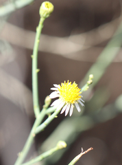 Chloracantha spinosa