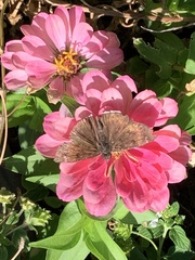 Erynnis tristis