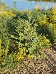 Cyclachaena xanthiifolia
