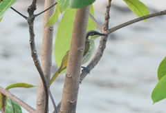 Gavicalis versicolor