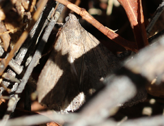 Melipotis jucunda