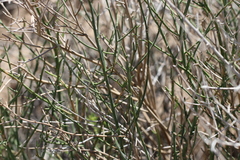 Chloracantha spinosa