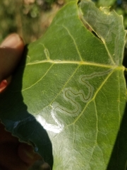 Phyllocnistis populiella