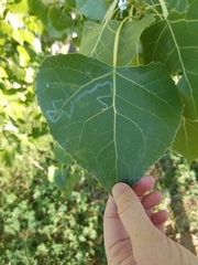 Phyllocnistis populiella