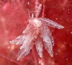 Hermaea evelinemarcusae