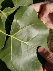 Phyllocnistis populiella