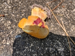 Cortinarius flavifolius