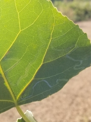 Phyllocnistis populiella