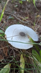 Agaricus placomyces