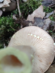 Lactarius circellatus