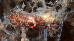 Plocamopherus ceylonicus