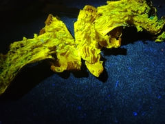 Cortinarius flavifolius