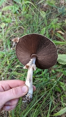 Agaricus placomyces