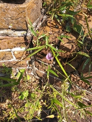 Centrosema virginianum