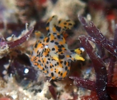 Thecacera pennigera
