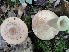 Lactarius circellatus