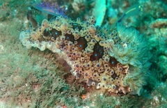 Dendrodoris krusensternii