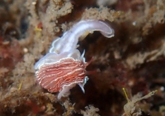 Dermatobranchus rubidus