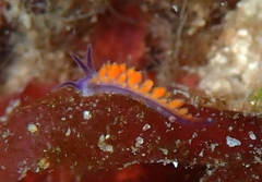 Flabellina