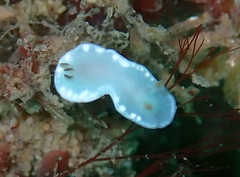 Glossodoris angasi