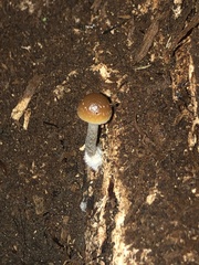 Psilocybe caerulipes