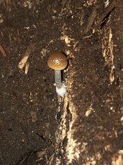 Psilocybe caerulipes