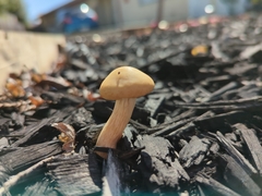 Agaricineae