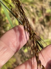 Sorghastrum elliottii