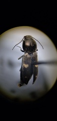 Paracardiophorus