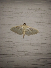 Spilomelinae