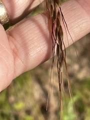 Sorghastrum elliottii