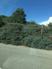 Ceanothus cordulatus