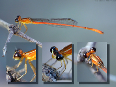 Argiocnemis rubescens