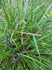 Lomandra