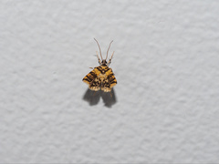 Eurrhyparodes tricoloralis
