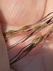 Sorghastrum elliottii