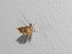 Eurrhyparodes tricoloralis