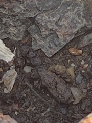 Sceloporus occidentalis