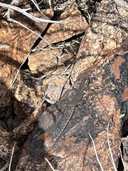 Sceloporus occidentalis longipes