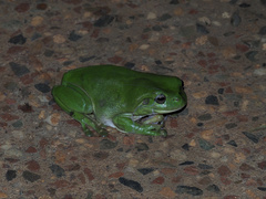 Ranoidea caerulea