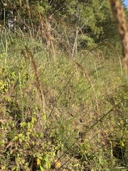 Sorghastrum elliottii
