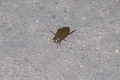 Hydrophilus triangularis