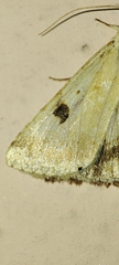 Heliothis peltigera