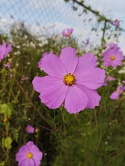 Cosmos bipinnatus