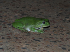 Ranoidea caerulea