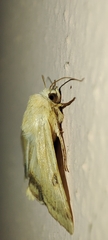 Heliothis peltigera